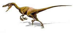 VELOCIRAPTOR
